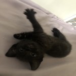 RainPuddles's Avatar