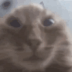 Avatar of Fatbingo